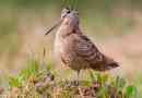 Bird waldshnop